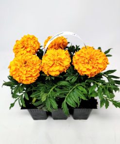 Alternative view of טגטס