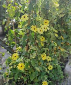 טונברגיה סוזי