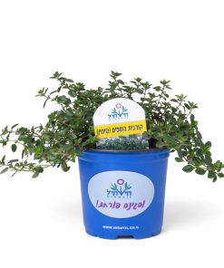 Alternative view of טימין (קורנית)