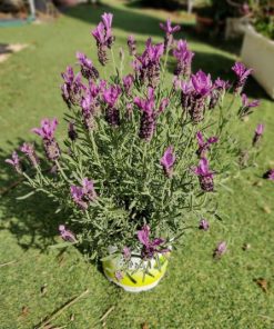 לוונדר  מדריד