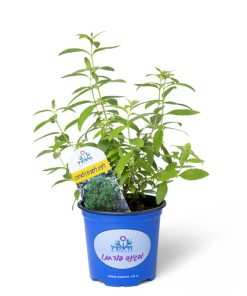 Alternative view of לואיזה