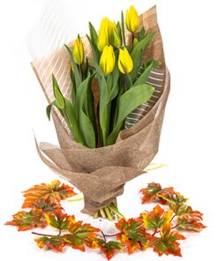 לקט-צבעוני רקע לבן