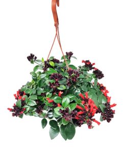 מונה ליזה אשיננטוס ק.15