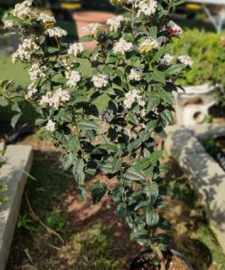 מורן חורש בדלי