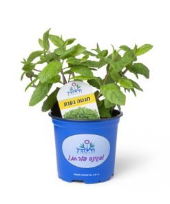 Alternative view of נענע ערבית