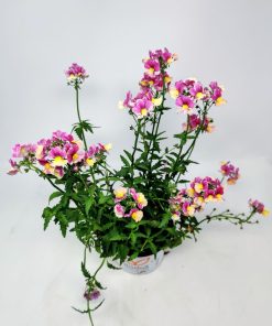 Alternative view of נמזיה