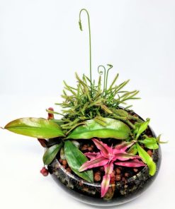 סידור טורפים בזכוכית