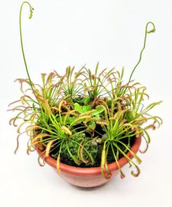 סידור טורפים בפלסטיק