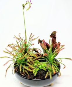 סידור טורפים בקרמיקה