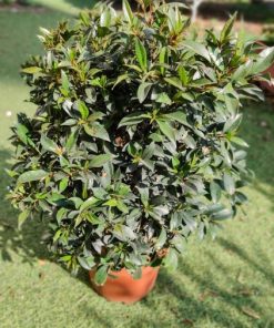 סיזגיום ע.18