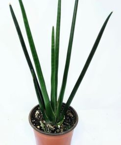 סנסיווריה גלילית