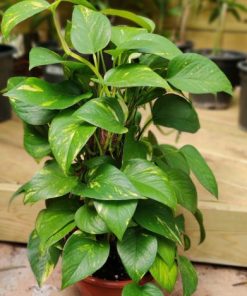 Alternative view of פוטוס