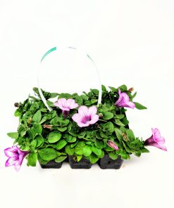 Alternative view of פטוניה מפלית