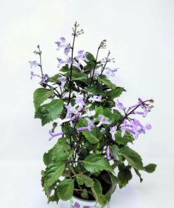 פלקטרנתוס מונה לבנדר ע.12