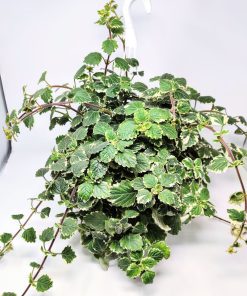 Alternative view of פלקרנטוס