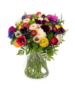 פריחה-חורפית רקע לבן