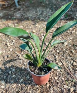 ציפור גן עדן