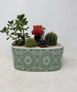 Alternative view of קוקטייל קקטוסים גדול