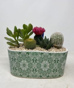 קוקוטיל קקטוס גדול ב190