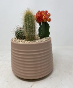 קוקטייל בינוני