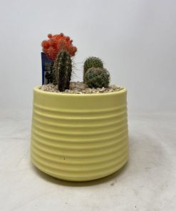 קוקטייל בינוני