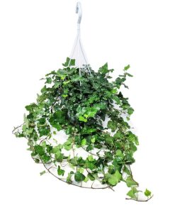 קיסוס בקערה 20