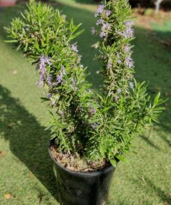 רוזמרין ע.18