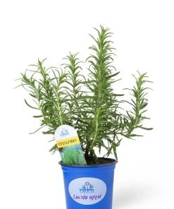 רוזמרין ברביקיו ע.12