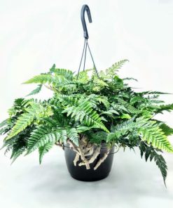 שרך כף ארנב