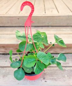 Alternative view of תות שדה