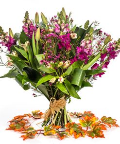 תחרה-סגולה רקע לבן